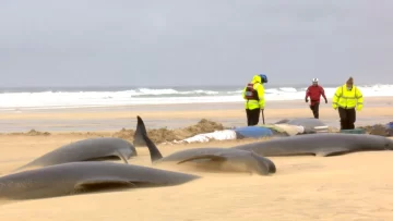 La misteriosa muerte de una manada de 55 ballenas varadas en una playa de Escocia
