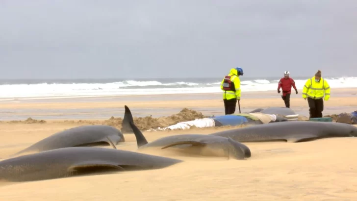 La misteriosa muerte de una manada de 55 ballenas varadas en una playa de Escocia