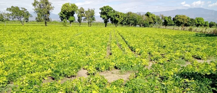 Comienza retirada de 17,000 tareas de cultivos hospederos de la mosca blanca