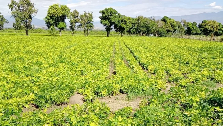 Comienza retirada de 17,000 tareas de cultivos hospederos de la mosca blanca