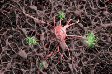 Un estudio demuestra que la región de la amígdala cerebral es clave en el alzhéimer