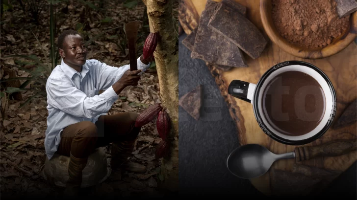 Del cacao al chocolate, industria en crecimiento en RD