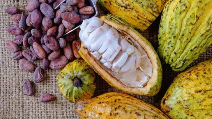 Agricultores aumentan productividad con cultivo sostenible de cacao