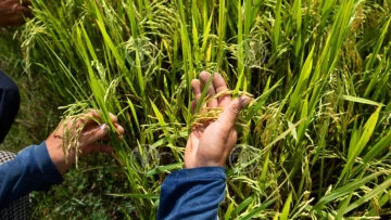 La FAO impulsa nuevos proyectos aprobados por el Fondo para el Medio Ambiente Mundial en República Dominicana y otros países de América Latina y el Caribe