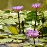 Acomodar lo urbano en torno al cuerpo del Jardín Botánico Nacional Doctor Rafael Ma. Moscoso