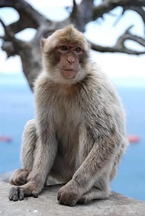 Macaco-de-Berberia-o-mono-de-Gibraltar-490x728