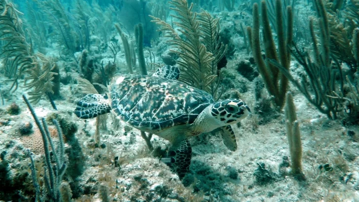 RD establece veda de diez años para proteger a las tortugas marinas
