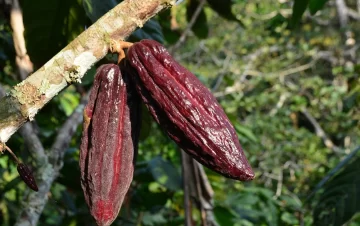 sembrar-cacao-728x458