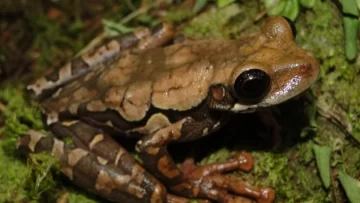 Un equipo científico descubre una nueva especie de rana en la selva del Perú