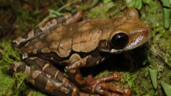 Un equipo científico descubre una nueva especie de rana en la selva del Perú