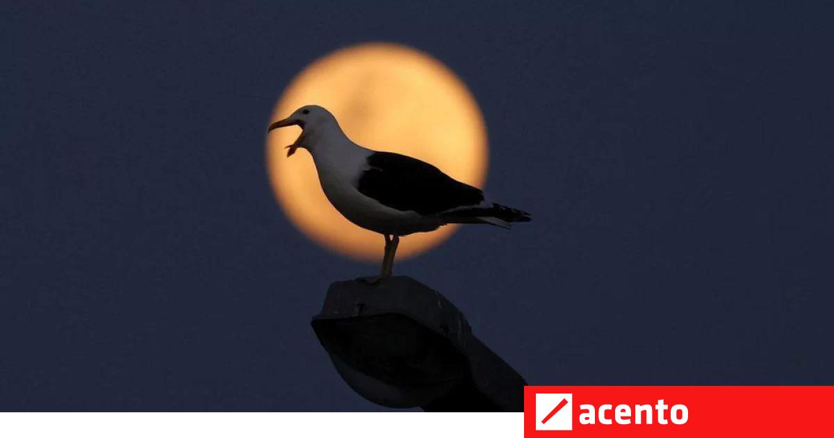 As imagens inéditas da noite da Super Lua Azul, o fenómeno que só volta em  2037 – Observador