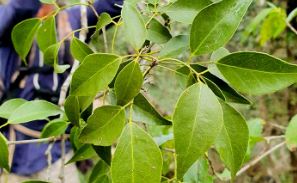 Proedemaren incauta 100 paquetes de árboles almacenados en unos terrenos en Pedernales