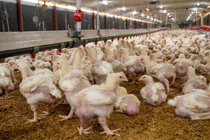 Sector avícola cuenta con 20.5 millones de unidades de pollos y 287 millones de huevos