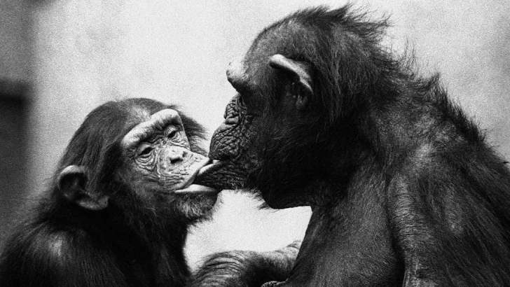 Chimpancés asexuales y bonobos bisexuales: lo que revela el sexo de los primates sobre los humanos