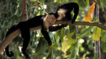 Cómo los animales tienen 