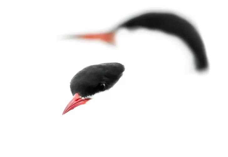 56559608d0d5890c7c985034e046a617-728x503