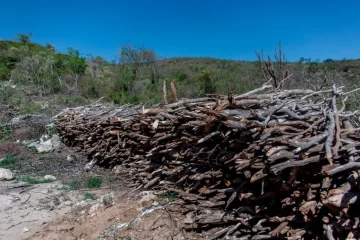 Envían a prisión a acusado de cortar más de 300 troncos de árboles de guaconejo