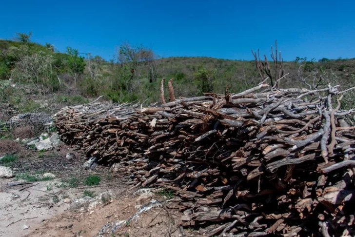 Envían a prisión a acusado de cortar más de 300 troncos de árboles de guaconejo