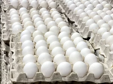 Tras cierre de la frontera, los huevos sin vender se pudren y las gallinas son sacrificadas