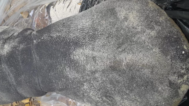 Encuentran el cuerpo de un bebé manatí en aguas del Atlántico en Puerto Plata