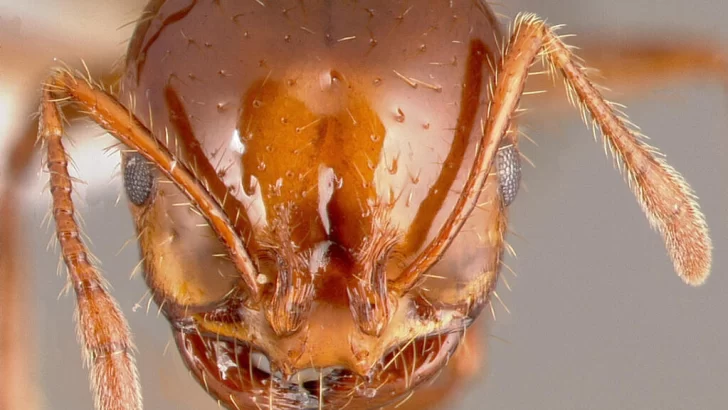 Especies invasoras: ¿están conquistando Europa las hormigas rojas de fuego?