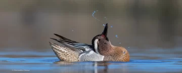 wildlife-photography-competition-1-728x291