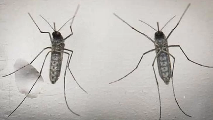 Dengue: sube a 13 la cifra de muertes y se acerca a 14,100 los casos sospechosos