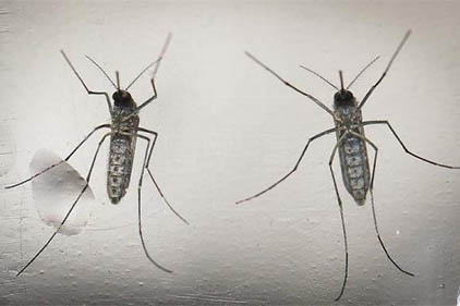Dengue: sube a 13 la cifra de muertes y se acerca a 14,100 los casos sospechosos