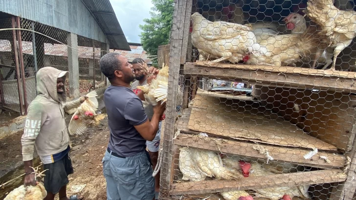 Más de 700 mil gallinas ponedoras están en lista para programa de compra del gobierno 