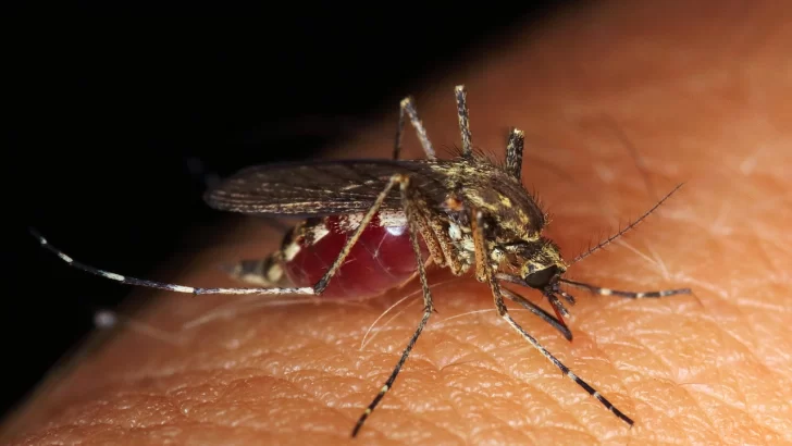 Salud Pública intensifica las acciones para prevenir el dengue
