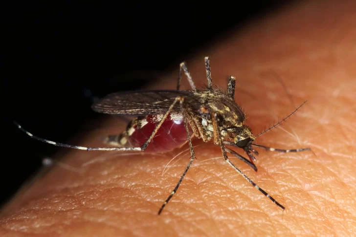 OPS alerta de récord de dengue en América Latina por cambio climático
