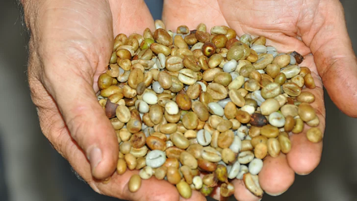 Cambio climático adelanta las cosechas de café en República Dominicana