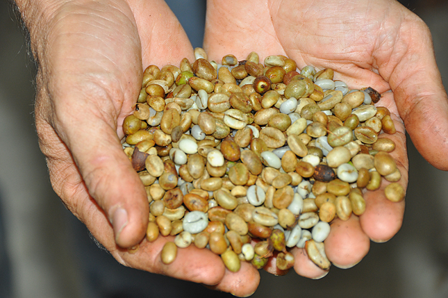 Cambio climático adelanta las cosechas de café en República Dominicana