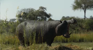 Mexicana 'La Cocina' y dominicana 'Pepe', a por el Oso de Oro para el cine latinoamericano