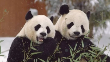¿El fin de la diplomacia de los pandas?: por qué China les está pidiendo a varios países que devuelvan sus icónicos osos