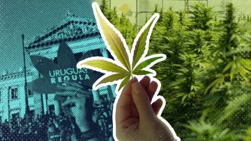 10 números que explican los primeros diez años de legalización de la marihuana en Uruguay