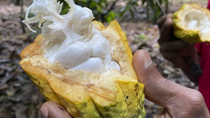 Más de 65 empresas se dedican a elaborar cacao, chocolate y confitería