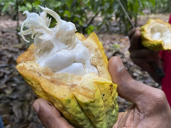 Más de 65 empresas se dedican a elaborar cacao, chocolate y confitería