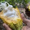Más de 65 empresas se dedican a elaborar cacao, chocolate y confitería