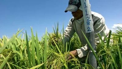 Exministro de Agricultura apoya medidas de Abinader para proteger a productores de arroz