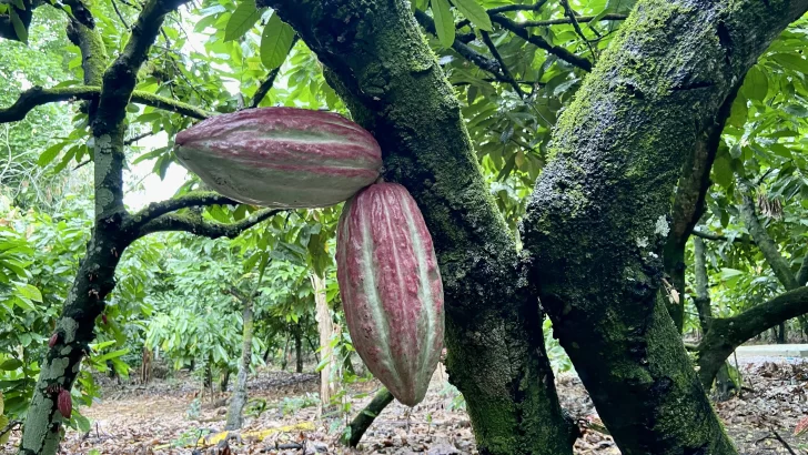 Cacao, rubro que da competitividad al sector industrial