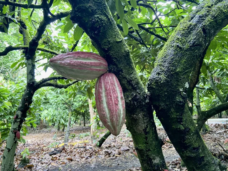 Cacao, rubro que da competitividad al sector industrial