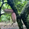 República Dominicana trabaja en la certificación denominación de origen para el cacao dominicano