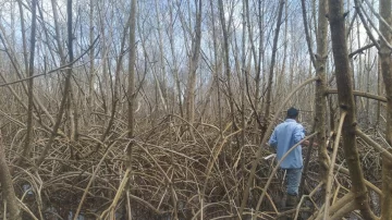 Las autoridades evalúan los daños en el mangle rojo del humedal Estillero, en Las Terrenas