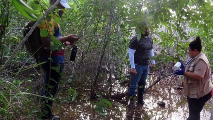 Medio Ambiente iniciará un proceso de restauración del mangle rojo degradado en el humedal Estillero, en Samaná.