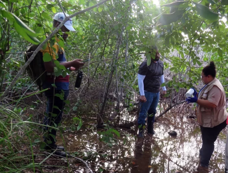 Medio Ambiente investiga sobre degradación de parte de un manglar en Las Terrenas