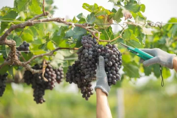 Más alcohol, distinto sabor, otro color… así afecta el cambio climático al vino