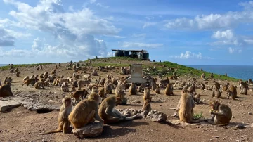 Cayo Santiago, la fascinante isla-laboratorio donde se estudia a 1.800 monos para entender el comportamiento humano Cayo Santiago, la fascinante isla-laboratorio donde se estudia a 1.800 monos para entender el comportamiento humano