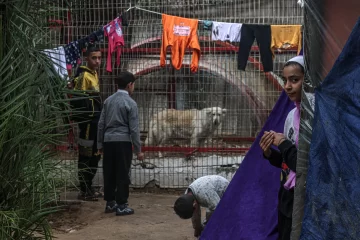 Los animales también pasan hambre en el zoológico de la asediada Gaza