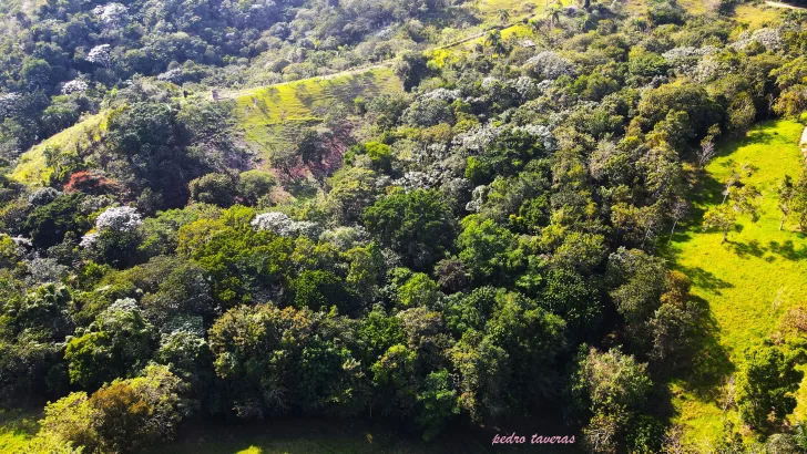 Casi el 40% de las especies de árboles están en peligro de extinción, según informe